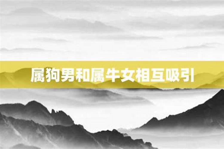 牛女狗男属相婚配好吗,85年属牛一生三大劫难