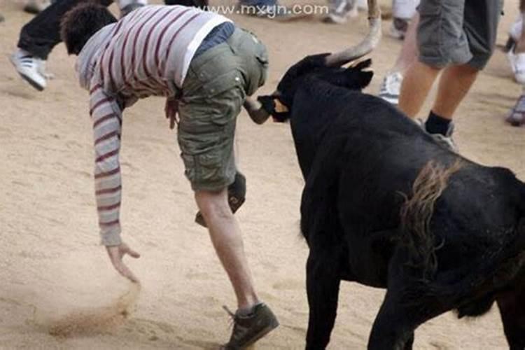 梦见被牛追赶攻击是什么预兆
