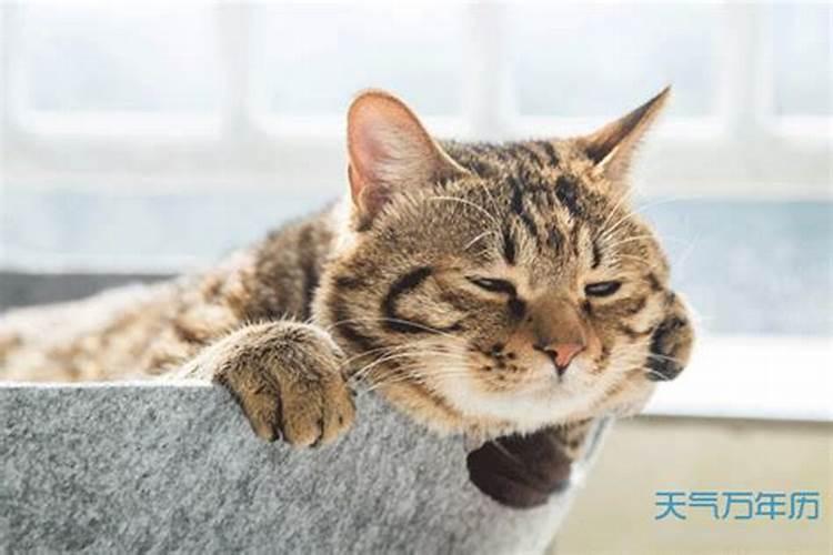 梦见猫死在我怀里的预兆