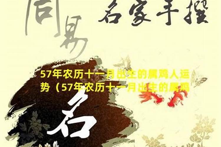 阴历十一月属鸡好吗十一鸡架上栖怎么破