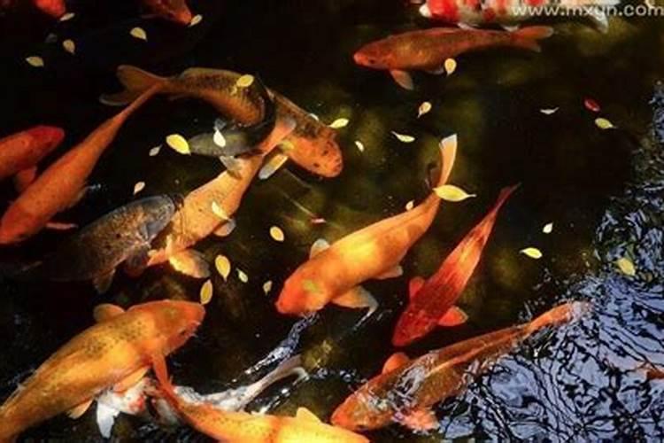 梦见洪水和鱼 发大水有鱼是什么意思？