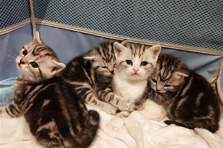梦见猫咪生小猫死了