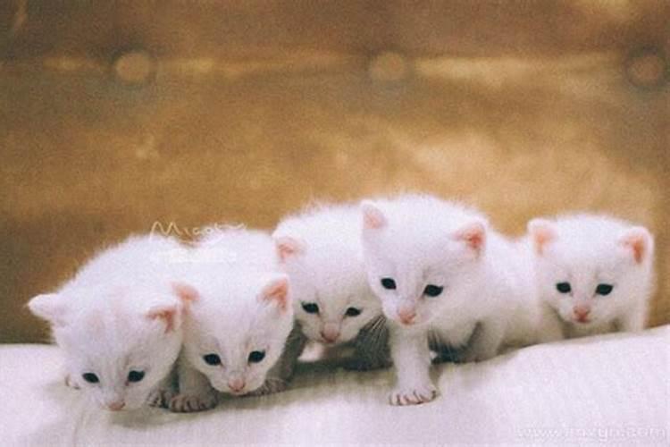 梦见母猫生了小猫死了几只