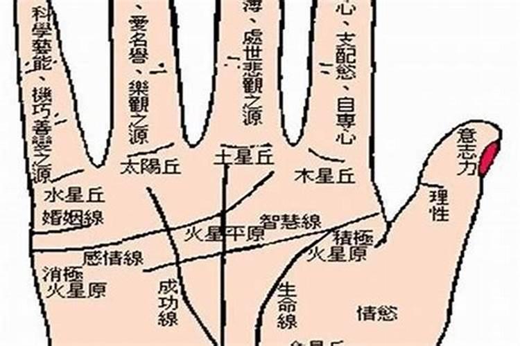 梦到猫死了有什么预兆