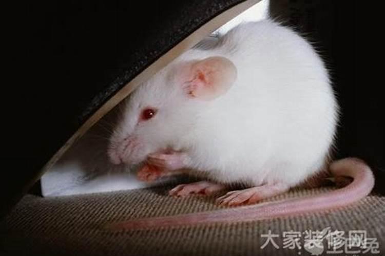 属鼠三月份出生什么命好吗,属鼠的几月出生最好命