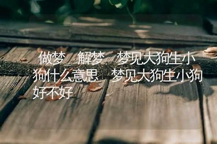 梦见两只大狗是什么征兆周公解梦