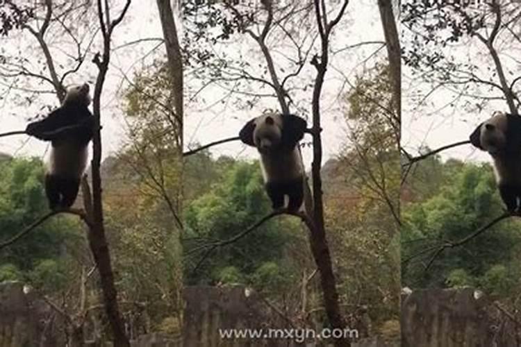 梦见孩子从树上掉下来的预兆
