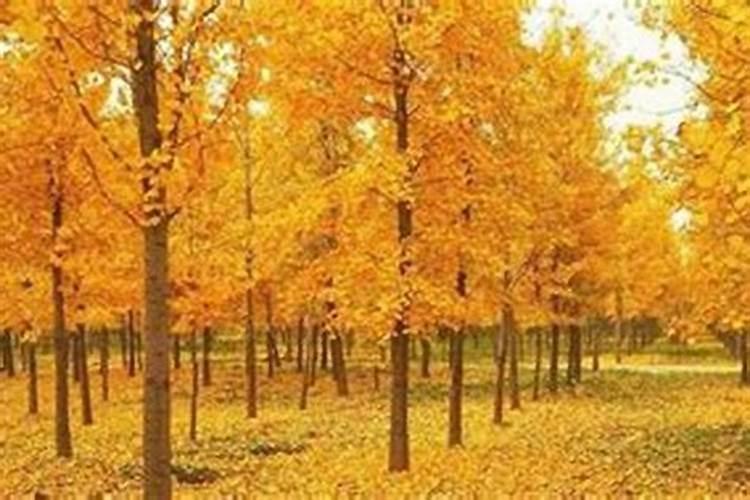 2024除夕具体时间是什么时候,除夕和大年三十是同一天吗