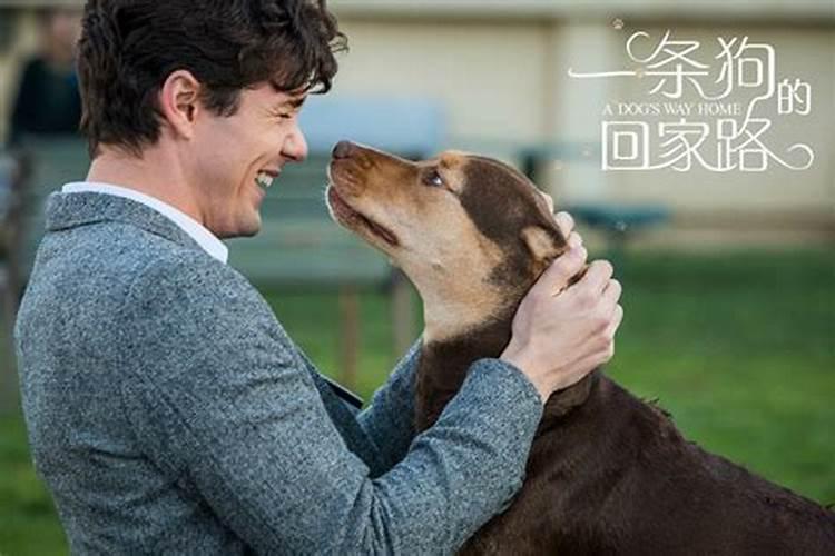 梦见狗当我路的预兆