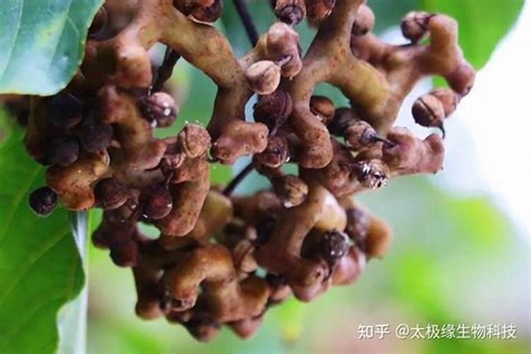 拐枣几年结果实