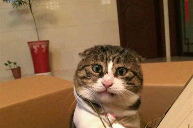 梦见与母亲春梦正常吗