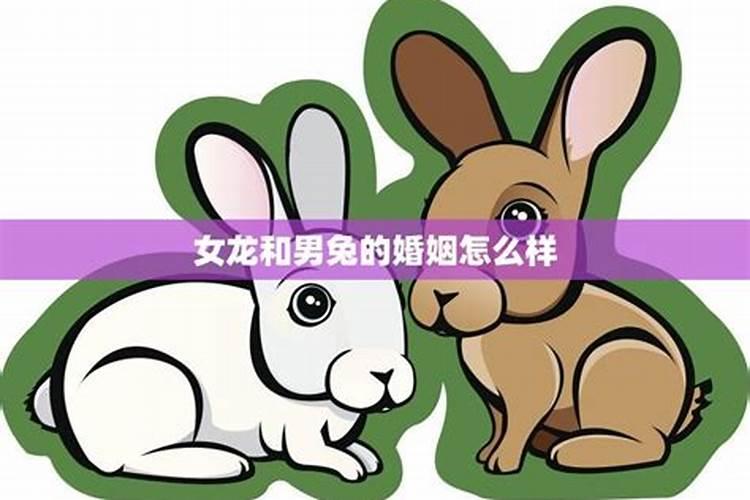 两个属兔的人在一起合适吗