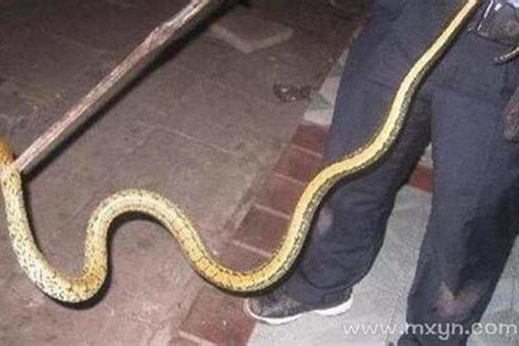 梦见别人踩死蛇是什么意思？
