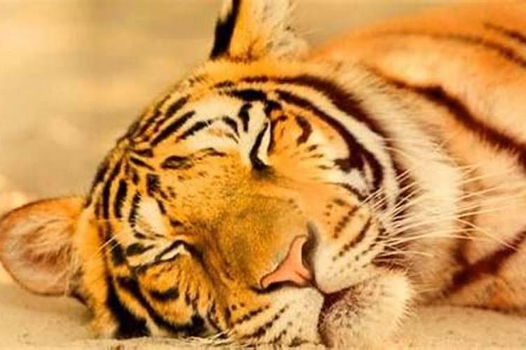 梦见虎和猫的预兆