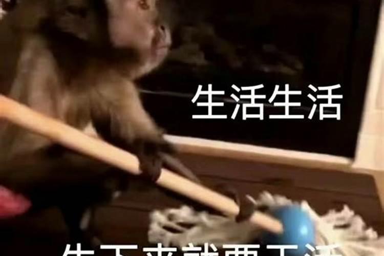 算命里的童是什么,生辰八字查童子命