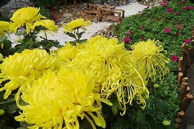 重阳节和菊花有什么关系 重阳节和菊花的关系是什么
