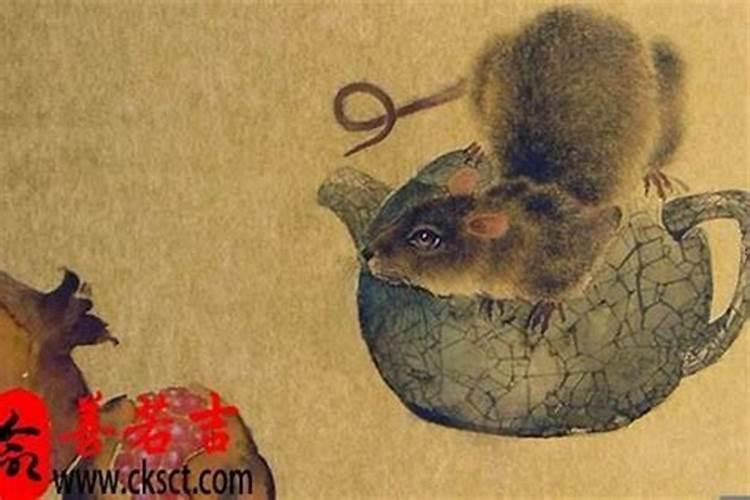 梦见死猫是什么预兆 女性