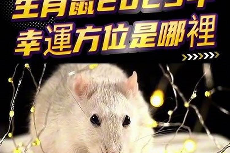 72年鼠在2025年的全年运势