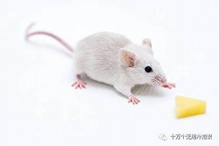养殖场摆什么最旺财