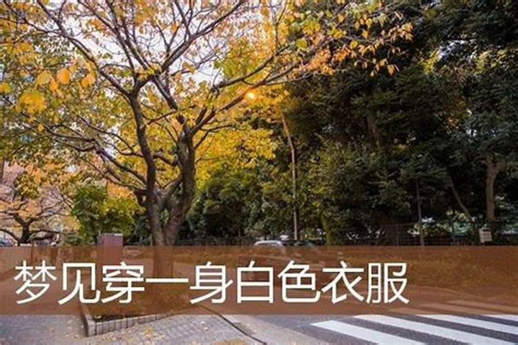 蛇年对猪的运势如何