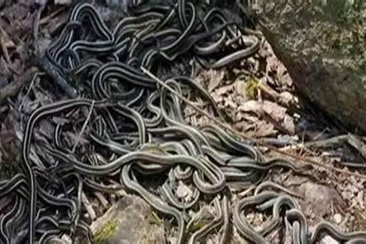 梦见被蛇咬了是怎么回事 梦见被蛇咬的寓意