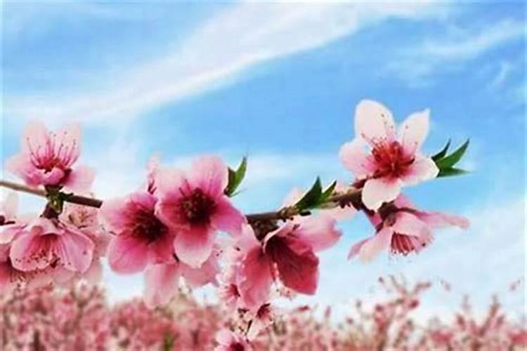 桃木剑斩桃花多久有效 "斩桃花用桃木剑有效期多久？"