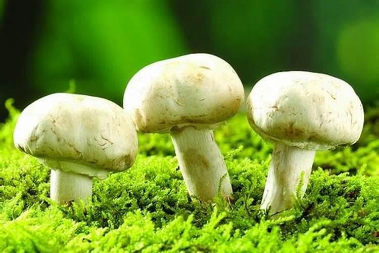 巨蟹女和什么星座最般配呢？