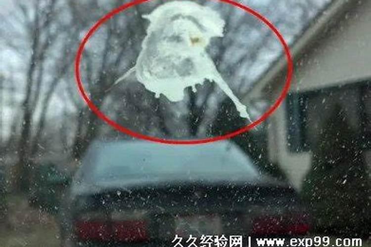 鸟屎掉脸上是什么寓意