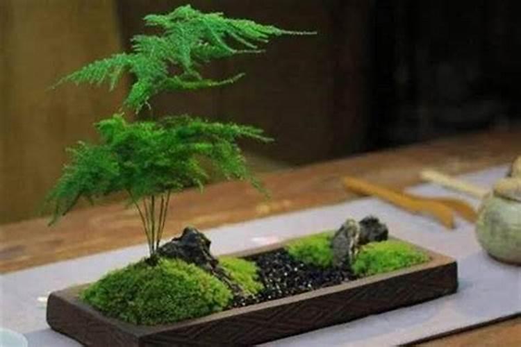 家中摆什么旺孩子学业