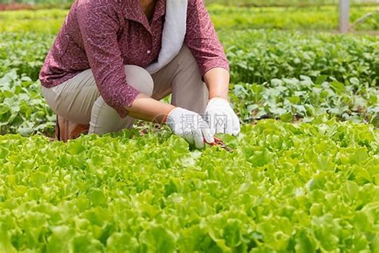 梦见吃菜是什么意思？