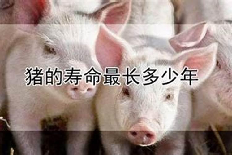 75年属兔人一生命运1975属兔人一生三大坎