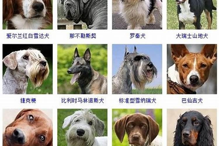 冬至的狗狗取个名字
