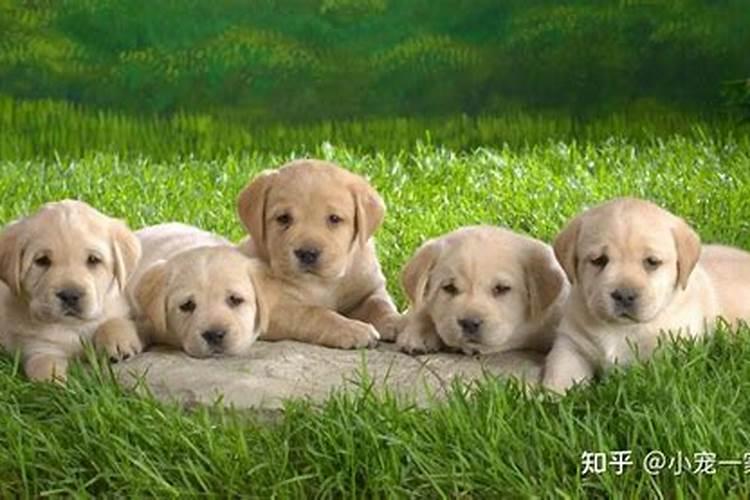求一个2018年狗宝宝名字! 男孩 12/22出生 姓侯 三个字的名字 求大神