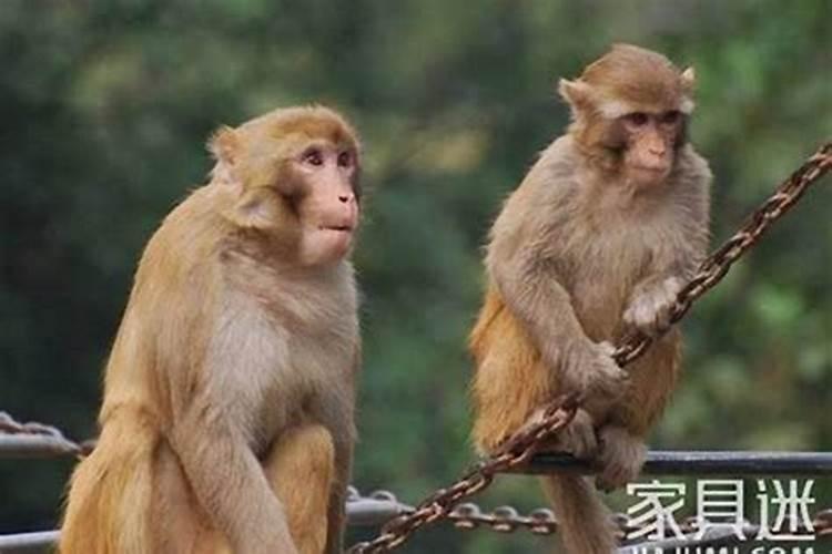 80年属猴男是二婚命吗,终身婚姻运势？