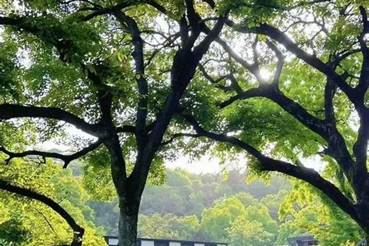梦见自己老婆和别人睡是什么意思？