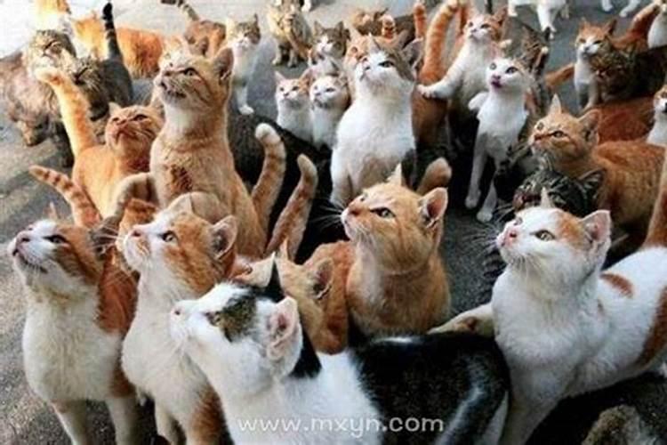 梦见好多猫是什么意思