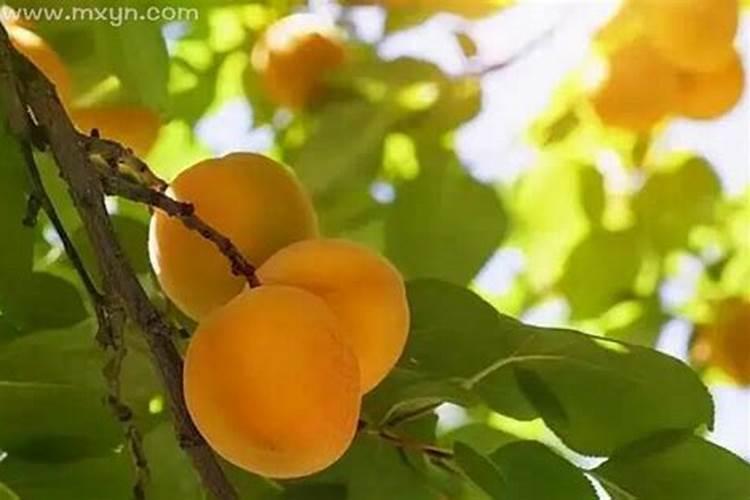 生活中可以催旺桃花的物品有哪些