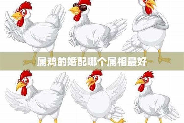 男鸡找什么属相最好