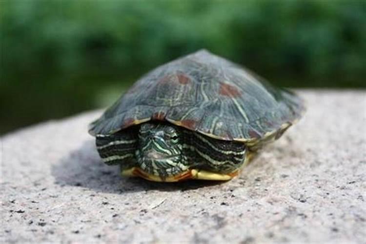 梦见死去的弟弟活了的预兆