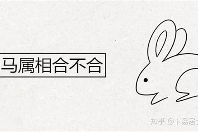 属兔子的和属马的八字合不合