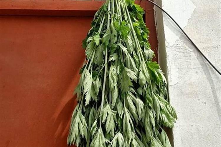 五月节挂艾蒿艾蒿的根朝上还是朝下挂