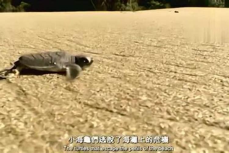 梦见海龟在水中向我游的预兆