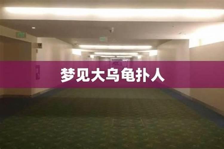 梦到一个超大海龟
