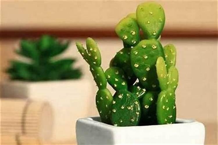 以下哪种花常被用来在清明节祭祀？( )
