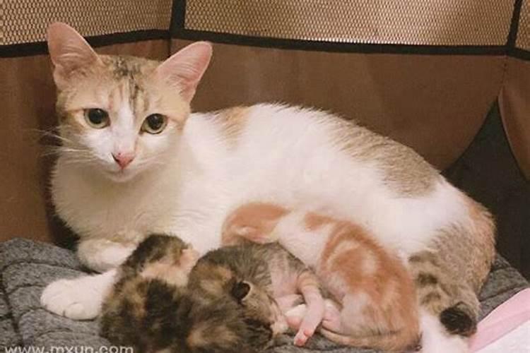 梦见黑猫生的三只小猫都死了的预兆