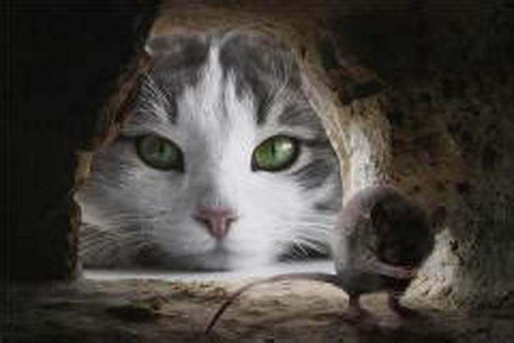 梦见猫逮老鼠的预兆