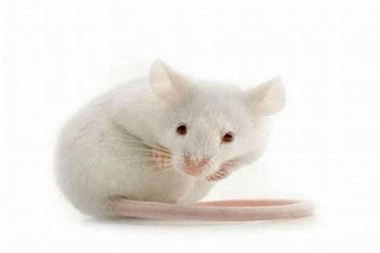 算卦先生说我命中犯小人,是什么意思？