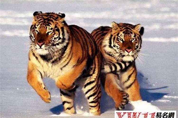 2021年冬至出生的牛宝宝是什么命 能力强事业发展好