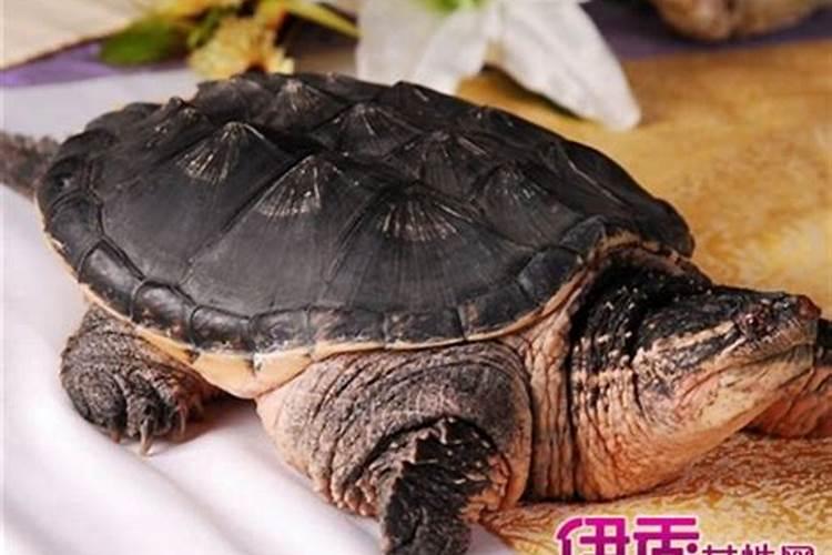 梦到乌龟是什么意思