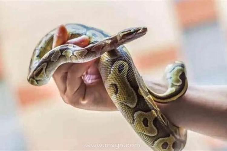 梦见蛇怀孕是什么意思？